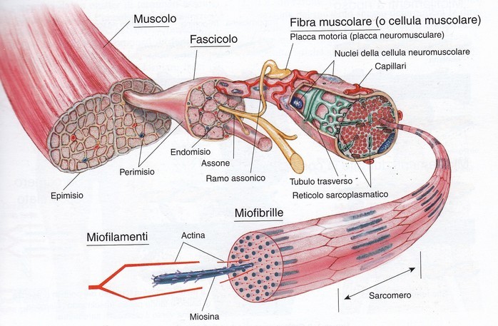 composizione-muscolo