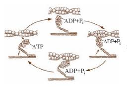 muscoli-adp-atp