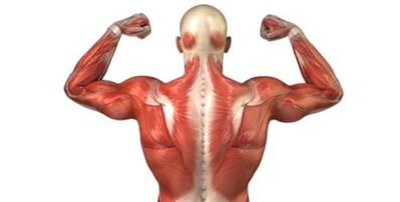 muscoli-funzionamento