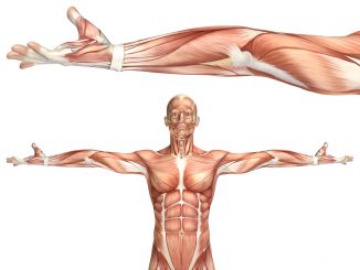 fibre muscolari